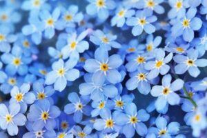 forget me nots flowers