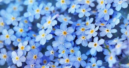 forget me nots flowers