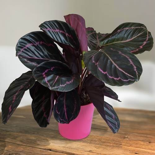 Best House Plants Full of Color! (Rare)
