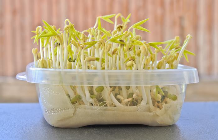 Germinating Seeds in Paper Towel – mygardenchannel