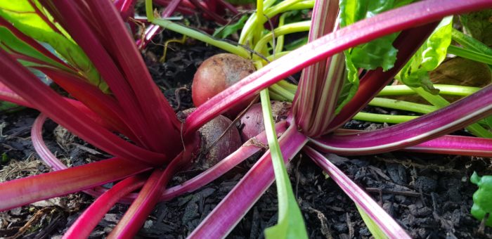 How To Grow Beets From Seeds