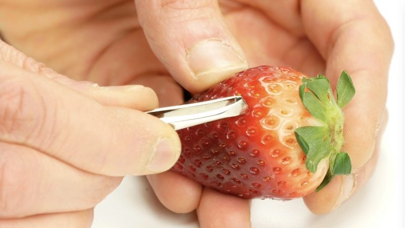 How to grow strawberries from seeds