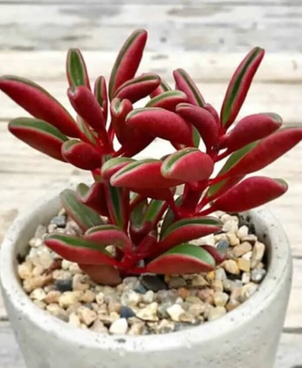 Peperomia Graveolens - MyGardenChannel® Official Site