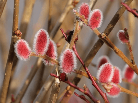 Spring flower 12: Pussy willow – Bee the Best!