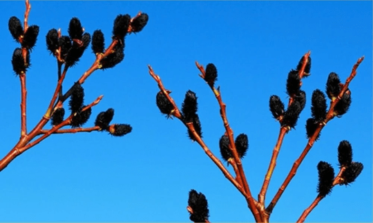 Spring flower 12: Pussy willow – Bee the Best!