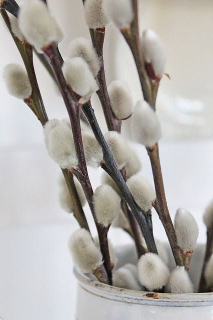 Pussy Willow | The First Flowers of Spring