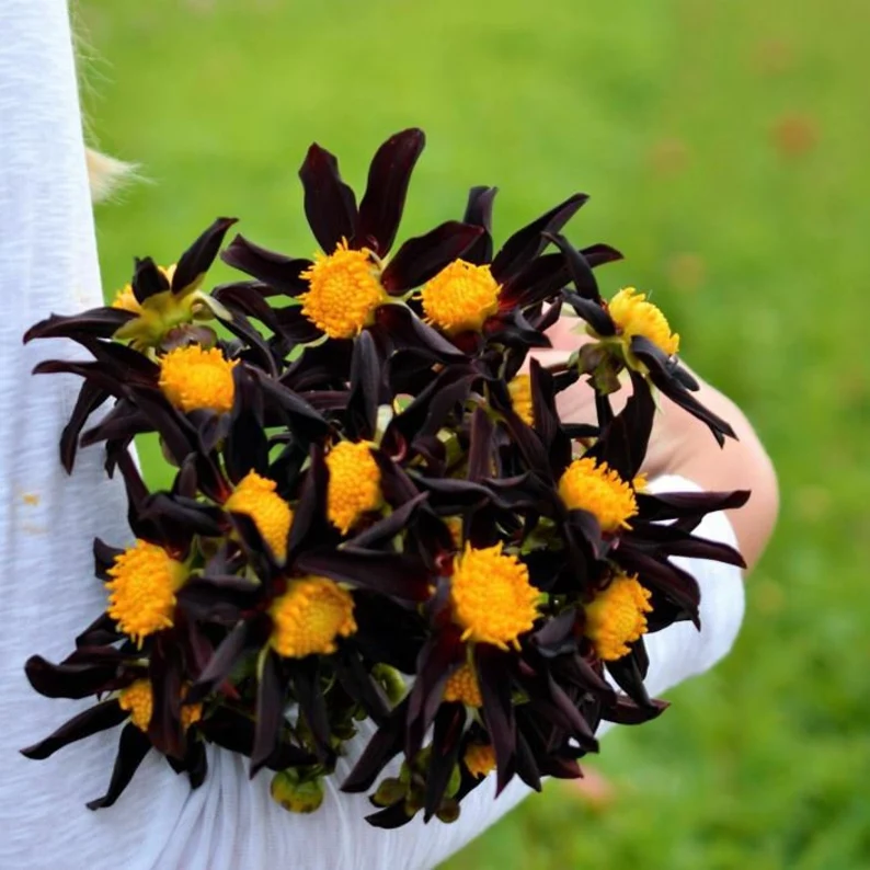 black dahlia flowers