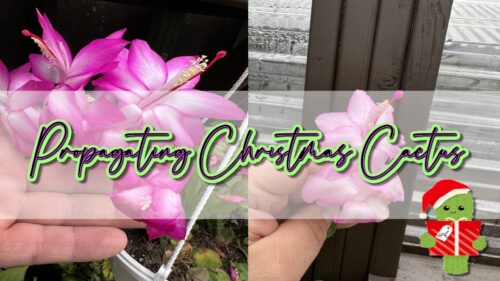 in this video we show you how to propagate christmas cactus by cuttings