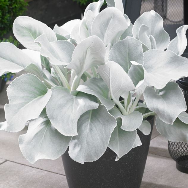 senecio angel wings