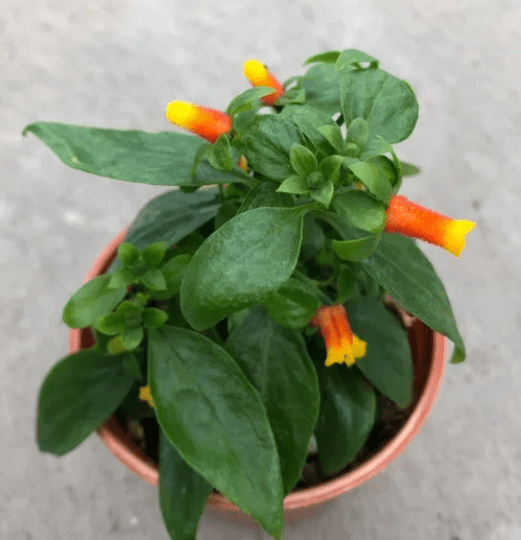 This is a photo of a candy corn vine