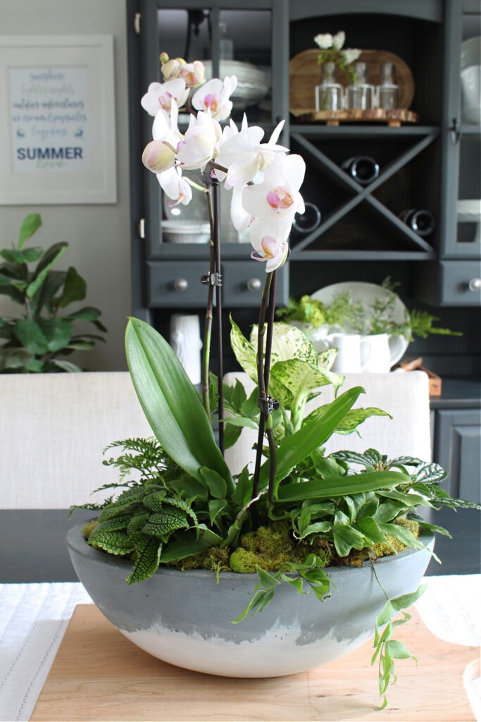 how to care for orchids