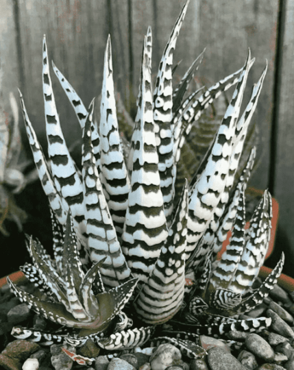 Photo of a Super Zebra Succulent