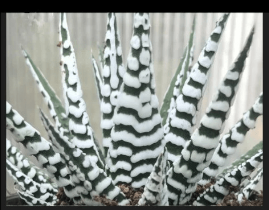 Super Zebra Succulent (Rare)