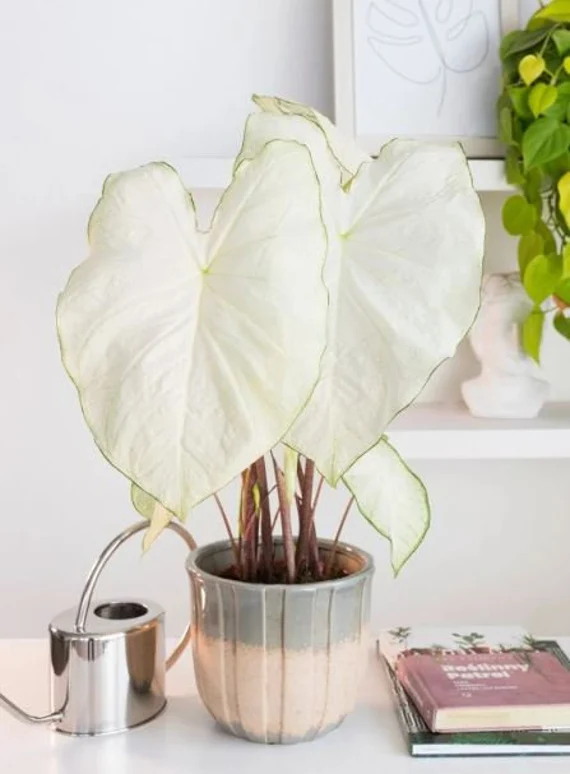 This is a photo of a White moonlight caladium plant.