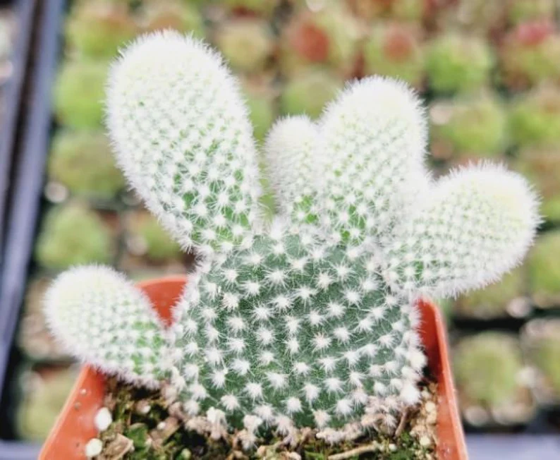 this is a photo of a White Fuzzy Bunny Ear Cactus 