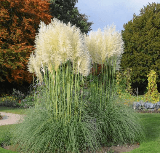 This is a photo of white pampas grass