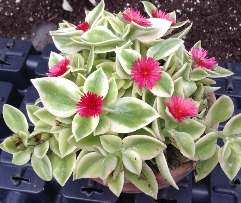 Photo of a Baby Rose Succulent