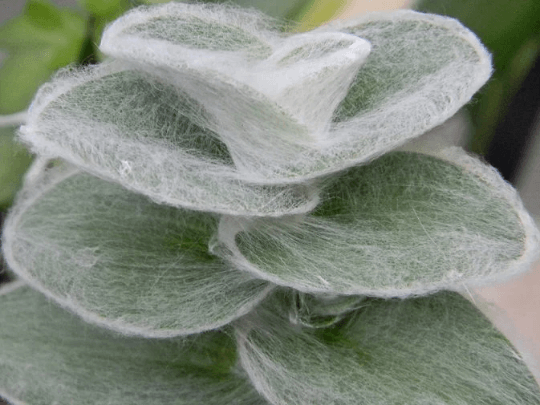 Cobweb Tradescantia Sillamontana (White Fuzz)