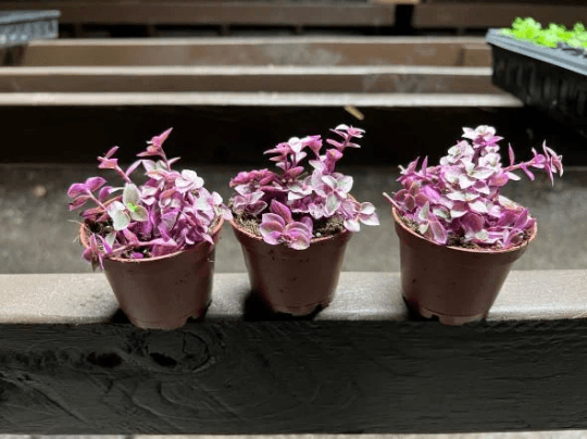 How to Grow and Care for the Tradescantia Pink Panther Plant