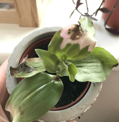 Tradescantia Blushing Bride Plant (Pink Houseplants) - mygardenchannel