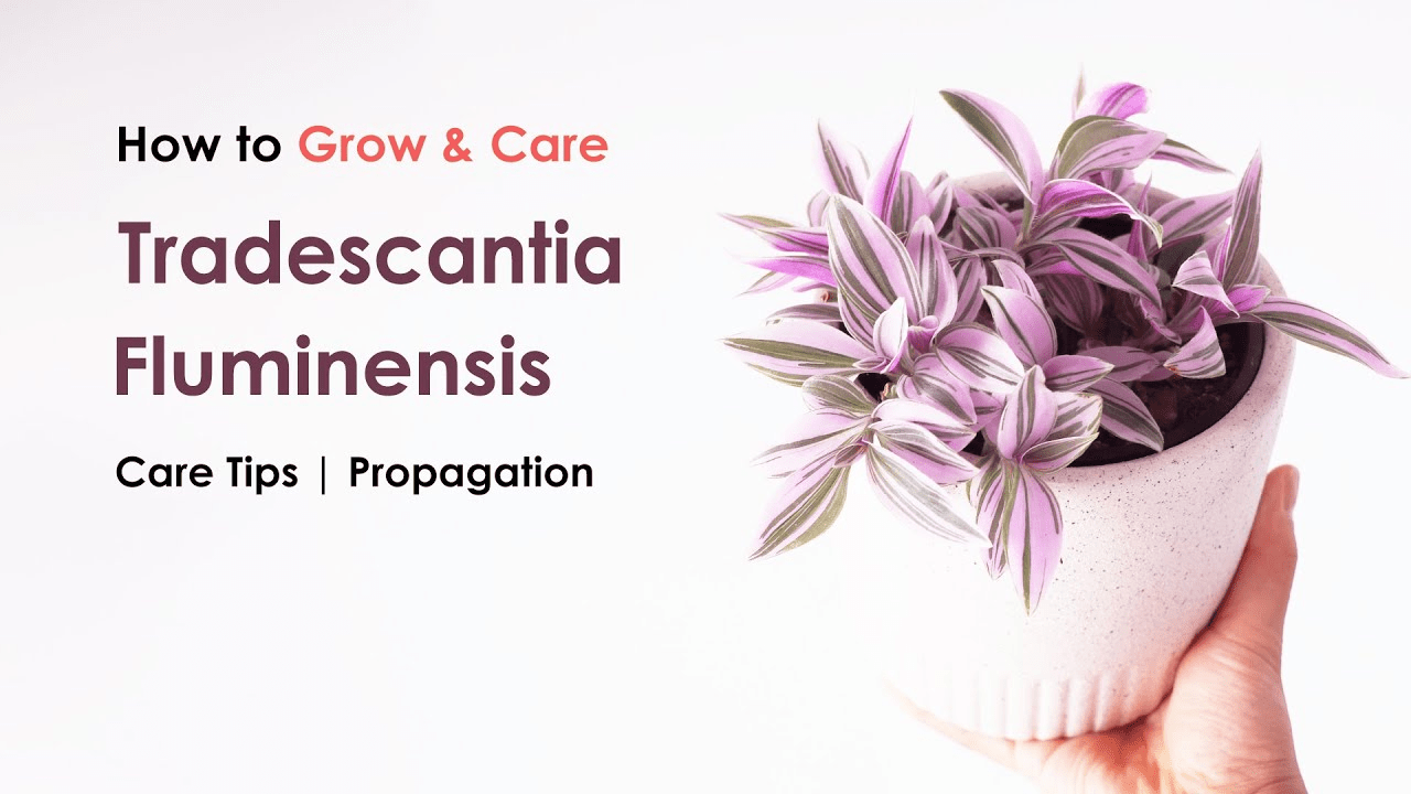 Tradescantia Lavender Fluminensis – mygardenchannel