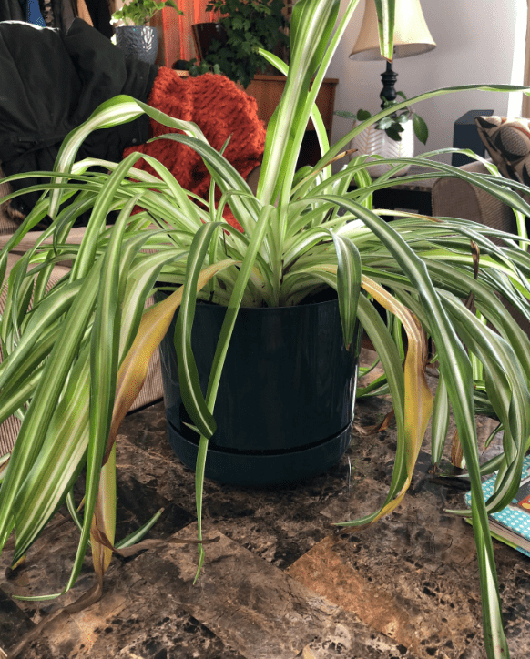 Why Your Spider Plant Leaves are Turning Yellow mygardenchannel