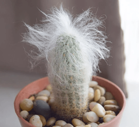 This is a photo of a Old Man Cactus