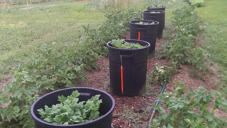 growing potatoes in trash cans
