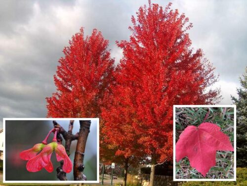 13 Trees with Seed Pods Found in North America – mygardenchannel