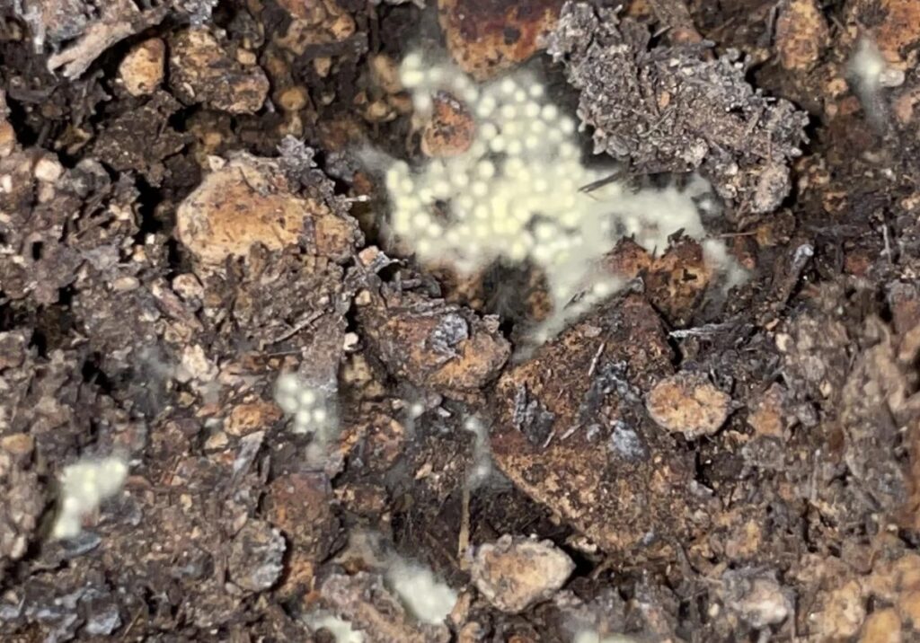 spider eggs in plant soil