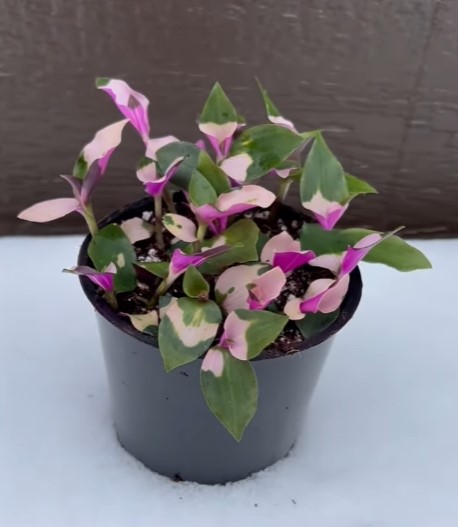 Tradescantia Blushing Bride Plant (Pink Houseplants)