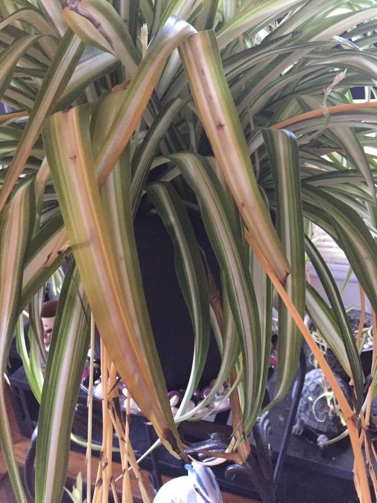 Why Your Spider Plant Leaves are Turning Yellow