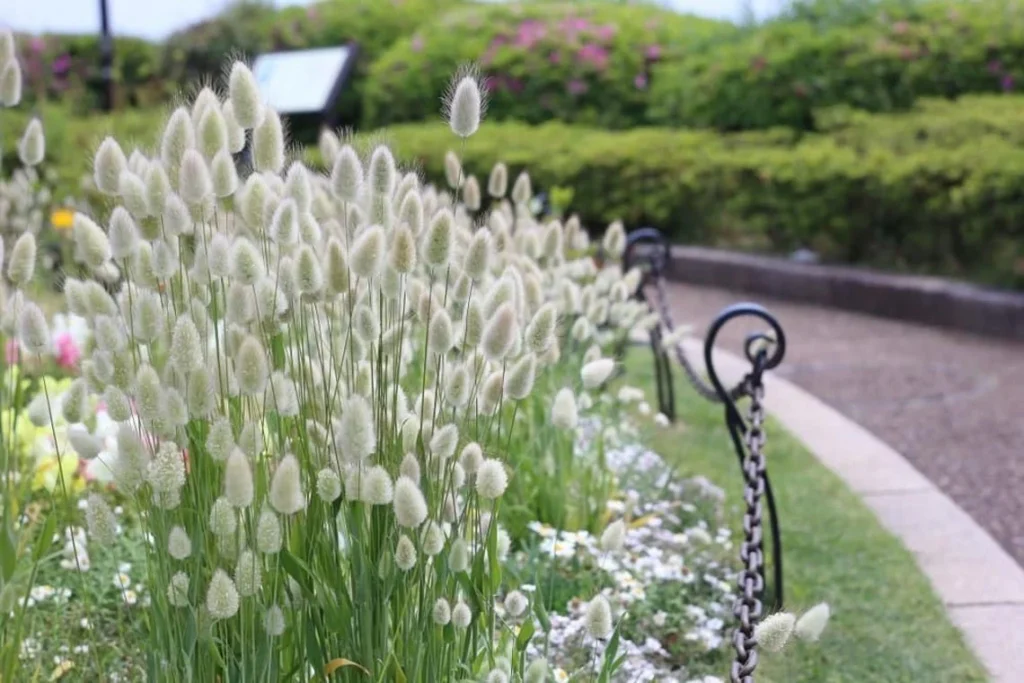 Photo of White bunny tails grass