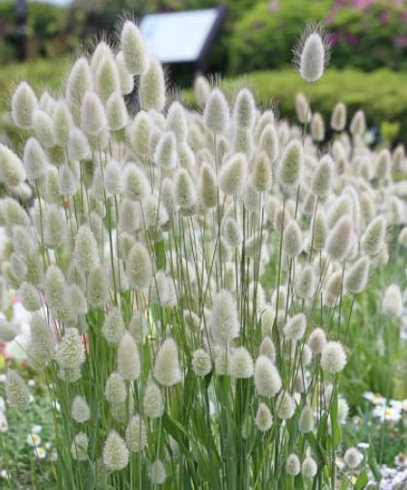 White Bunny Tails grass