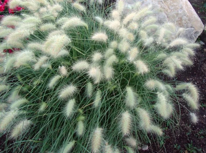 Photo of dwarf little bunny grass