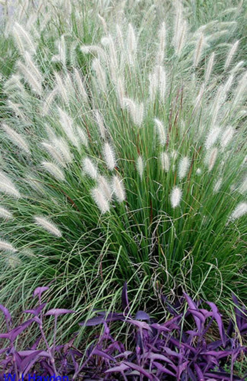 Dwarf bunny grass