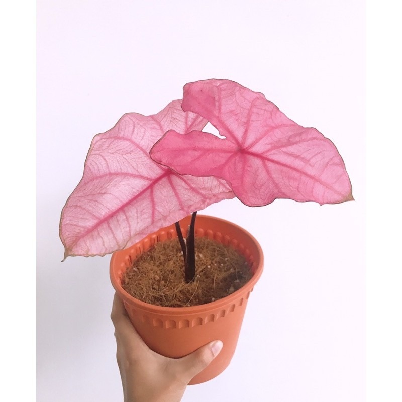 caladium care instructions