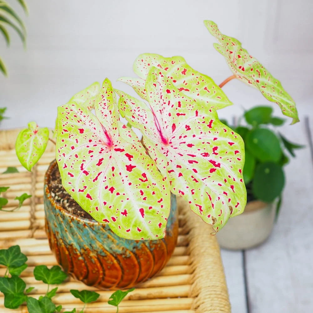 miss muffet caladium