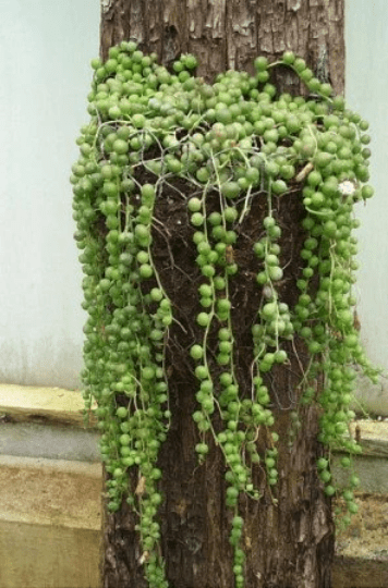 This is a photo of the string of pearls succulent