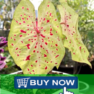 buy miss muffet caladium