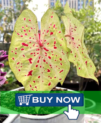 Miss Muffet Caladium for sale