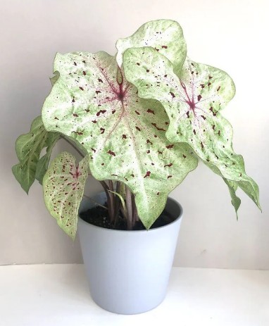 miss muffet houseplant