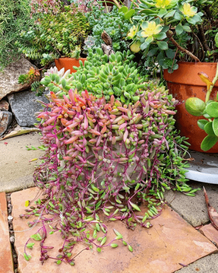 Photo of a Ruby Necklace succulent