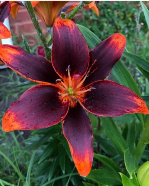 Black Lily Asiatic ‘Forever Susan’ 