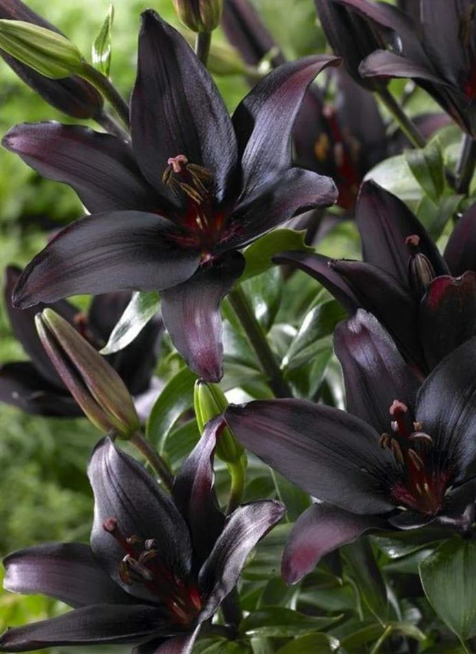 Care Guide: Black Lily Asiatic ‘Landini’