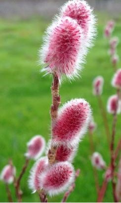 Guide to Pink Pussy Willow Cuttings