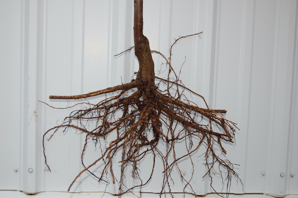 How to Plant Bare Root Trees