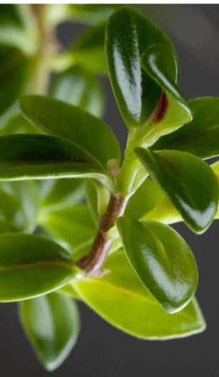 Photo of goldfish plant cutting 