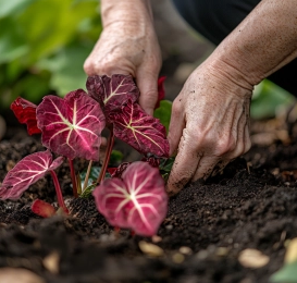 planting pink symphony caladium