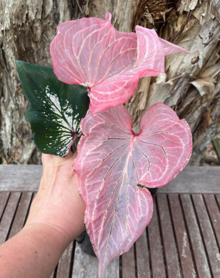 pink princess symphony caladium